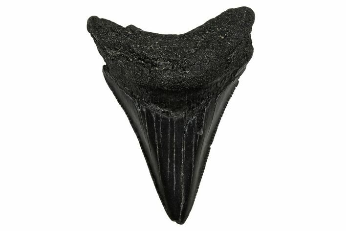 Serrated, Juvenile Megalodon Tooth - South Carolina #340428